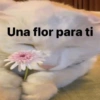 A ver tu cola 😎memes 12