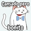 Flork michi gato pal'chat 🧦🐱 14