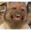 Macaquinhos 12