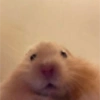 Hamster 7