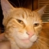 Mewing 12