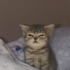 Gatos & Outros Animais 14