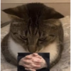 Gatos 10