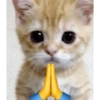 Kitty cats 2 18