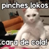 pinches lokos cara de cola!