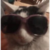 REAÇÕES DE GATOS FOFISS❤️❤️ 5