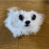 Animalitos para tu chat 7
