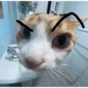 Meme ngakak(edisi kucing) 20