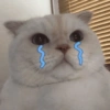 Sad cats and kittens 😭 11