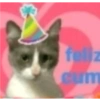 Gatinhos 15