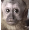 Macaco 🐵 17