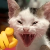 🫵😹Gatos burlones😹🫵 6