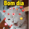 Bom dia 13
