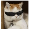Gatinhos 17