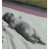 Animalitos 8