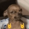 Perrito 6
