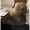 Ucing meow 6
