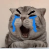 Sad cats and kittens 😭 13