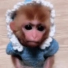 Macaquinhos🐒 6