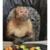 Macaco 🐵 12