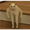 Gatinhos 30