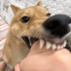 🤣Animalitos randoms🤣 10