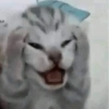 Kucing Lucu 1 18