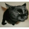 Gatos 16