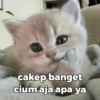 MEME KUCING BUCIN ❤ 8