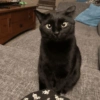 Black Cat Mood 12