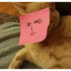 Gatinhos 13