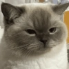 Kucing ngambek  6