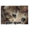 Gatos 10