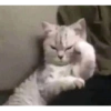 Kucing Lucu 1 27