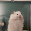 🐹Ratitas cutes🐹 15