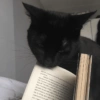 Black Cat Mood 21