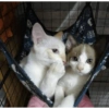 Gatos 15