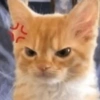 Gatos parte 1 25