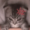 Kitten Rage