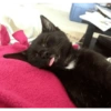 Black Cat Mood 5