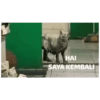 HAI SAYA KEMBALI