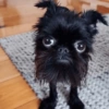 🤪Animalitos para tu chat🤪 9