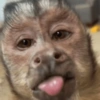 Reações + macacos 🐒 20