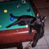 Black Cat Mood 25