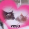 Gatos parte 1 23