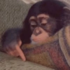 Macaquinhos🐒 8