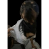 Shrek 6