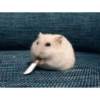 Hamster 16