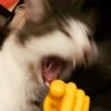 🫵😹Gatos burlones😹🫵 5