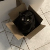 Black Cat Mood 8